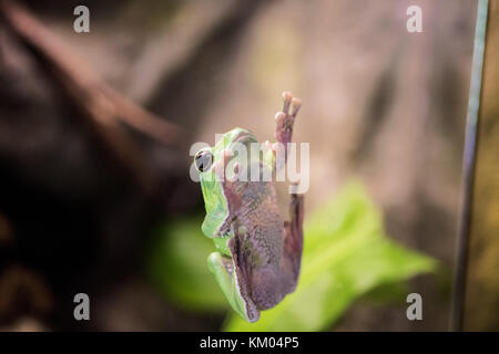 Kleiner Frosch im Fenster". Makro Foto von innen. Stockfoto