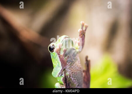 Kleiner Frosch im Fenster". Makro Foto von innen. Stockfoto