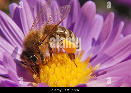 Biene auf blaue Chrysantheme mit Pollen auf tarsus Stockfoto