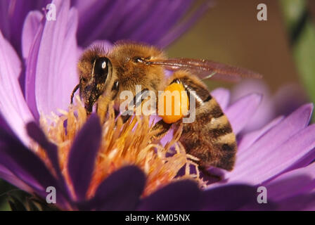 Biene auf blaue Chrysantheme mit Pollen auf tarsus Stockfoto