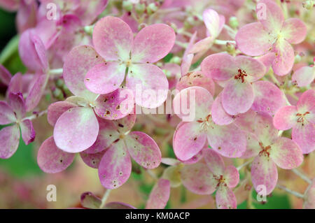 Rosa Blumen einer panicled Hortensie Stockfoto