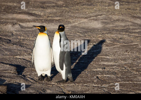 Am frühen Morgen auf Saunders Stockfoto