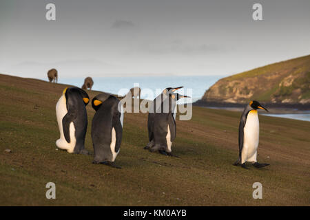Am frühen Morgen auf Saunders Stockfoto