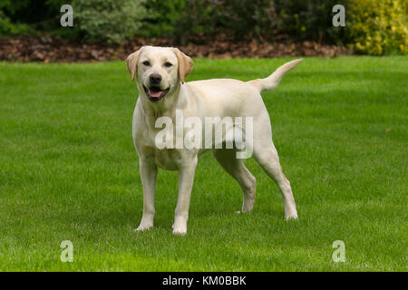 Typische Labrador Retriever im Sommer Garten Stockfoto