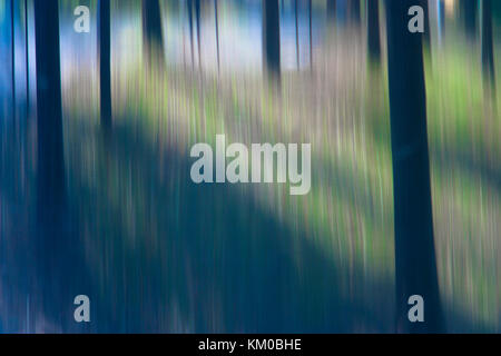 Blurry glatte Baumstämme im Wald mit seltsamen sun Fernlicht, Landschaft traumhafte abstrakte Detail Stockfoto