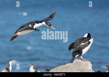 König Kormorane auf Sea Lion Island, Falkland Inseln Stockfoto