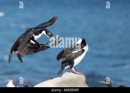 König Kormorane auf Sea Lion Island, Falkland Inseln Stockfoto