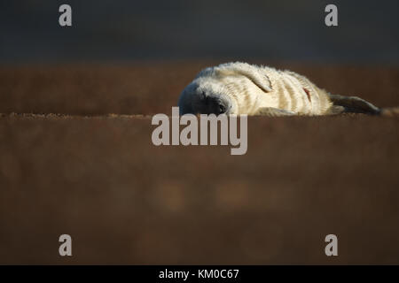 Ein neugeborenes Grau seal Pup ruht auf einem Strand Stockfoto