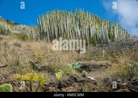 Kanaren Wolfsmilch, Hercules club (euphorbia canariensis), Nord- Ostküste der Insel Teneriffa, Kanaren, Spanien Stockfoto