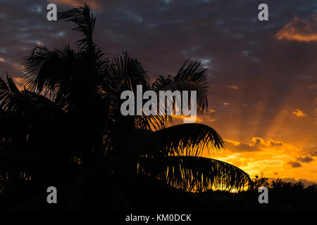 Einen schönen Sonnenaufgang an der Küste von Cayo Guillermo in Kuba wirft Palm Blätter als Silhouetten eines Morgens. Stockfoto