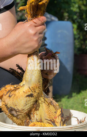 Bild der Frau Hände, dass die Henne aus den Federn reinigen. authentische Farm life Stockfoto