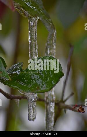 Cherry Laurel icicled Stockfoto