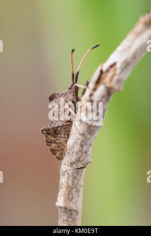 Lederwanze Coreus marginatus, Dock, Fehler Stockfoto