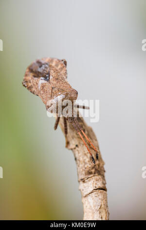 Lederwanze Coreus marginatus, Dock, Fehler Stockfoto