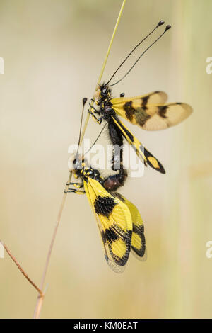 Oestliches Schmetterlingshaft, Libelloides Macaronius, Ascalaphid Owlfly aus Kroatien Stockfoto