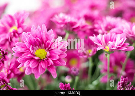 Schöne rosa Gerbera Blumen im Garten Stockfoto