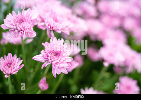 Schöne rosa Gerbera Blumen im Garten Stockfoto
