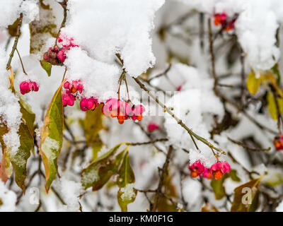 Der erste Schnee im frühen Winter in Mitteleuropa Stockfoto