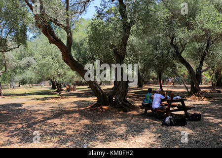 Der Olivenhain auf der Insel Lokrum, Dubrovnik, Dubrovnik-Neretva County, Dalmatinische Küste, Adria, Kroatien, Balkan, Europa. Stockfoto