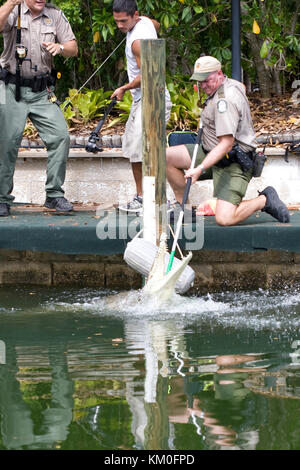 Das amerikanische Krokodil Crocodylus acutus wird von den Fish and Wildlife Officers in einem Wohnkanal der Florida Keys gefangen genommen und umgesiedelt. Stockfoto