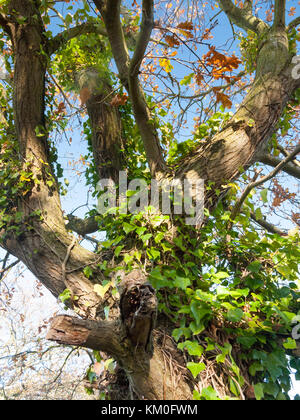 Nahaufnahme immer grünen Elfenbein Blätter wachsen auf Baumstamm; Essex, England, Großbritannien Stockfoto