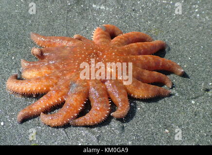 Orange ocker Seesterne, Vancouver Island, British Columbia, Kanada Stockfoto