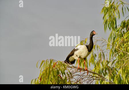 Spaltfußgans (anseranas semipalmata) in einem Eukalyptus oberhalb des Ross River in den frühen Morgen, Townsville, Australien Stockfoto