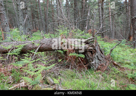 Eine alte, gefallenen Scots Pine Tree zu verrotten natürlich gelassen werden Stockfoto