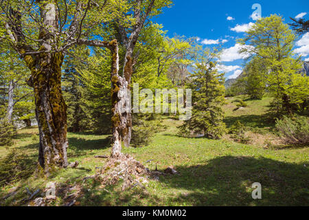 Wald, Heimmoseralm, Hinterwildalpen, Wildalpen, Alpen, Steiermark, Österreich Stockfoto