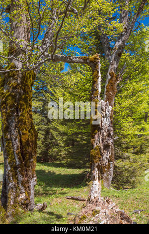 Wald, Heimmoseralm, Hinterwildalpen, Wildalpen, Alpen, Steiermark, Österreich Stockfoto