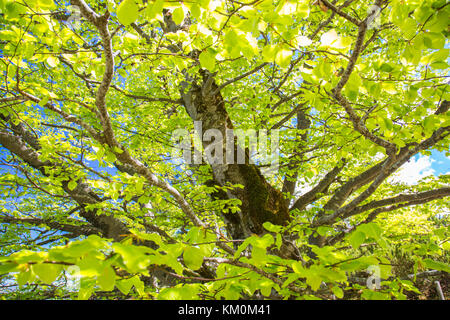 Baum, Wald, Heimmoseralm, Hinterwildalpen, Wildalpen, Alpen, Steiermark, Österreich Stockfoto