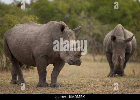 White Rhino im Krüger National Park, Südafrika. Stockfoto