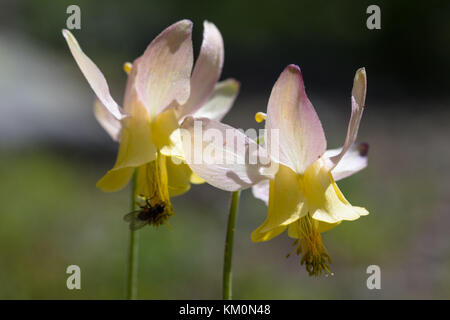 Gelbe columbine Blumen blühen an der Yellowstone National Park, den 15. Juli 2017 in Wyoming. (Foto von Jacob w. Frank über planetpix) Stockfoto