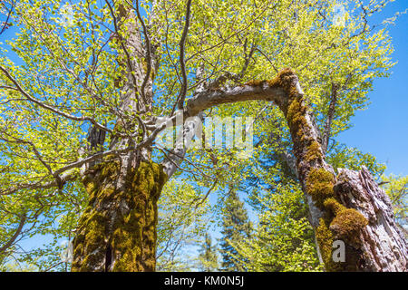 Wald, Heimmoseralm, Hinterwildalpen, Wildalpen, Alpen, Steiermark, Österreich Stockfoto