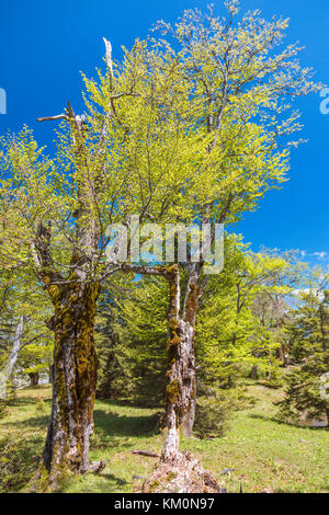 Wald, Heimmoseralm, Hinterwildalpen, Wildalpen, Alpen, Steiermark, Österreich Stockfoto