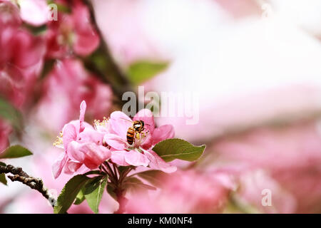 Nahaufnahme einer Honigbiene Fütterung von einem Crab apple tree blossom mit Pollen auf die Beine verpackt. selektive Fokus mit extrem geringer Tiefenschärfe. Stockfoto