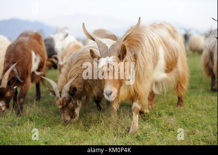 Ziege Ziege Herde in der Wiese. Stockfoto