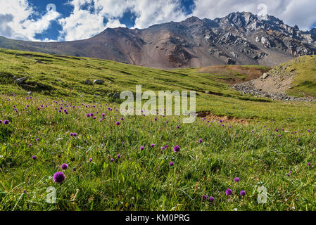 Helle grüne Almwiesen mit violetten Wildblumen Allium schoenoprasum hoch in den Bergen vor dem Hintergrund der grauen felsigen Gipfel und ein blau Stockfoto