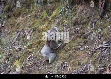 Koala Bär auf eine seltene Abstieg zu Boden in seinem natürlichen Lebensraum Great Otway National Park Victoria Australien Stockfoto