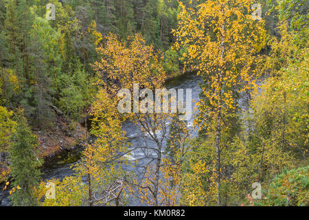 Cliff, Steinmauer, Wald, Wasserfall und wilder Fluss im Herbst. Herbstfarben - ruska in Myllykoski. Ein Teil der Karhunkierros Trail. Oulanka Stockfoto