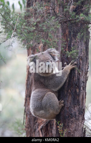 Koala Bär in seinem natürlichen Lebensraum Great Otway National Park Victoria Australien Stockfoto