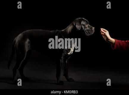 Porträt einer Cane Corso Hunderasse auf schwarzem Hintergrund. Italienische Dogge Welpen fressen aus der Hand. Stockfoto