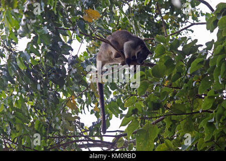 Lumholts tree kangaroo Fütterung auf Laub in der Haube von Baum in Queensland, Australien Stockfoto