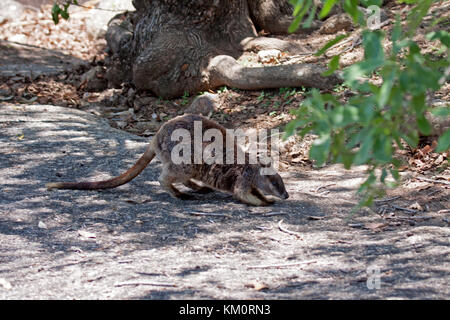 Mareeba Rock Wallaby mit Joey im Beutel bewohnen Granitblock Gebiet in Queensland, Australien Stockfoto