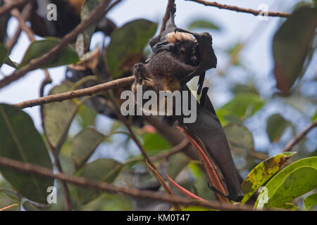 Spectacled fox Fliegen mit dem Jungen in der Kolonie in Cairns Queensland Australien Stockfoto