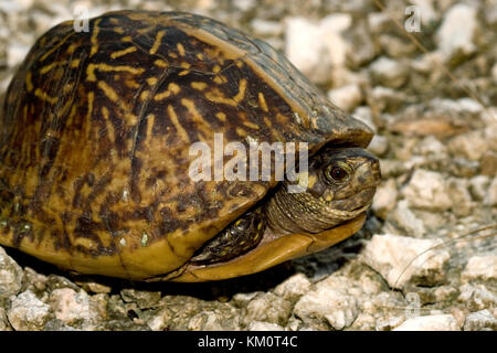 Florida-Kasten-Schildkröte, Terrapene Carolina bauri Stockfoto