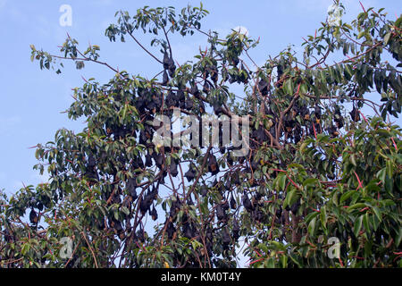 Spectacled Flying Fox Kolonie in Cairns, Queensland Australien Stockfoto