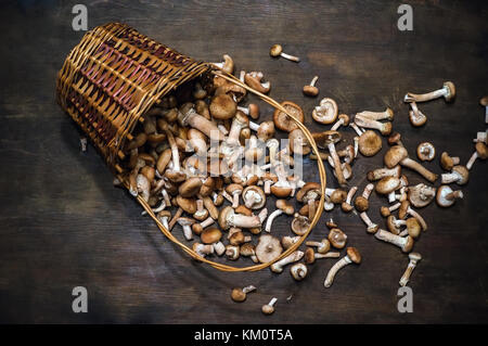 Armillaria Mellea Pilze Honig blätterpilze auf Holztisch. top View. Pilze aus einem Weidenkorb auf Holztisch verschüttet Stockfoto