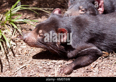 Tasmanische Teufel in Wildlife Park in Ballarat Victoria Australien Stockfoto