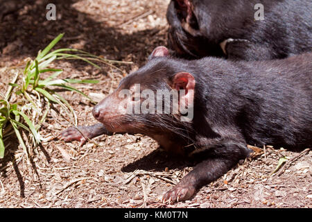 Tasmanische Teufel in Wildlife Park in Ballarat Victoria Australien Stockfoto